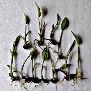 COPY - 10 Starter Arrow Arum Plants